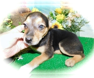Australian Cattle Dog-German Shepherd Dog Mix Puppy for sale in HAMMOND, IN, USA