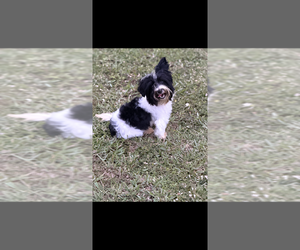 Yorkshire Terrier Puppy for sale in MIAMI, FL, USA