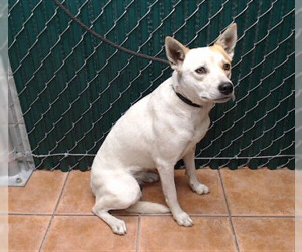 Medium Photo #1 Texas Heeler-Unknown Mix Puppy For Sale in Downey, CA, USA