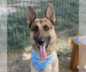 German Shepherd Dog-Unknown Mix Dogs for adoption in San Antonio, TX, USA