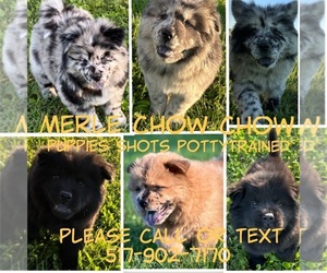 Chow Chow Puppy for Sale in TECUMSEH, Michigan USA