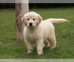 Small Photo #12 Golden Retriever Puppy For Sale in NUNN, CO, USA