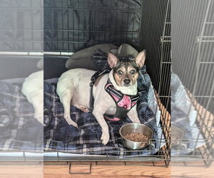 Jack Russell Terrier-Unknown Mix Dogs for adoption in Mooresville, NC, USA