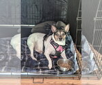 Small Jack Russell Terrier Mix