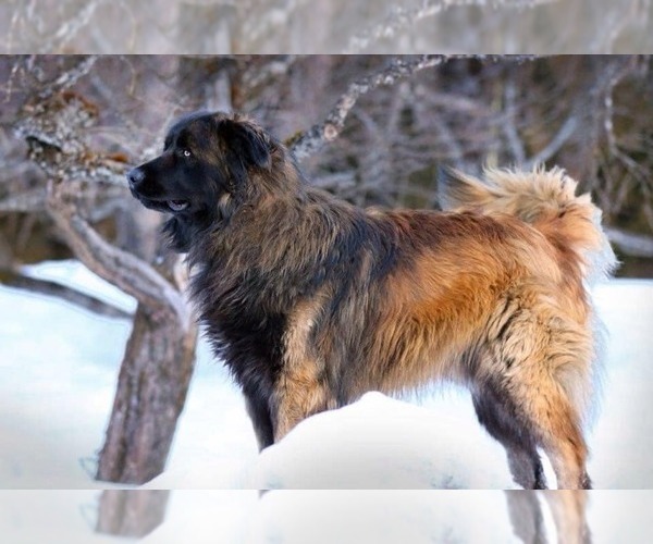 Medium Photo #3 Estrela Mountain Dog Puppy For Sale in Cherryville, British Columbia, Canada