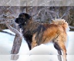 Small Photo #3 Estrela Mountain Dog Puppy For Sale in Cherryville, British Columbia, Canada
