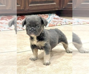 French Bulldog Puppy for sale in ORLANDO, FL, USA