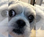 Small #3 Shih Tzu Mix