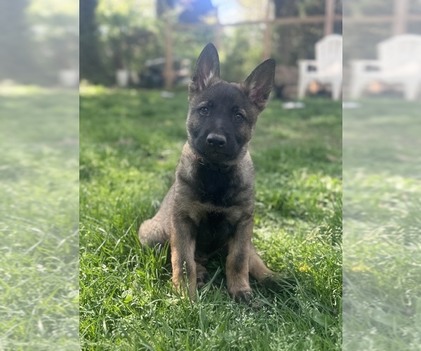 Medium Photo #5 German Shepherd Dog Puppy For Sale in WILMINGTON, DE, USA
