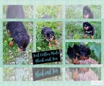 Small Photo #8 English Mastweiler Puppy For Sale in FAIR GROVE, MO, USA