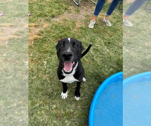Medium Photo #8 Labrador Retriever-Unknown Mix Puppy For Sale in San Diego, CA, USA