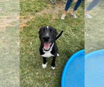 Small #7 Labrador Retriever Mix