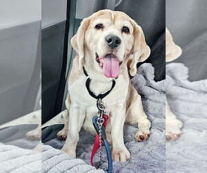 Beagle Dogs for adoption in Chester, NJ, USA