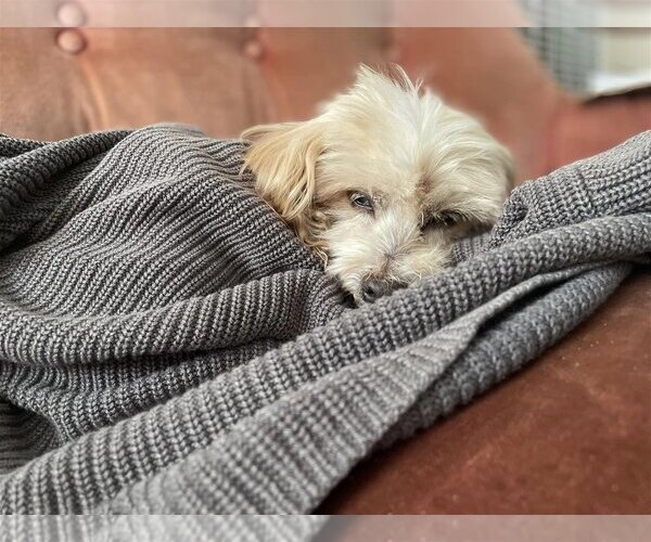 Medium Photo #3 Maltipoo Puppy For Sale in  Ramona, CA, USA