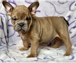 Small #3 English Bulldog-French Bulldog Mix