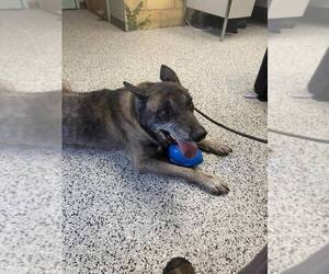 Mutt Dogs for adoption in Imlay City, MI, USA