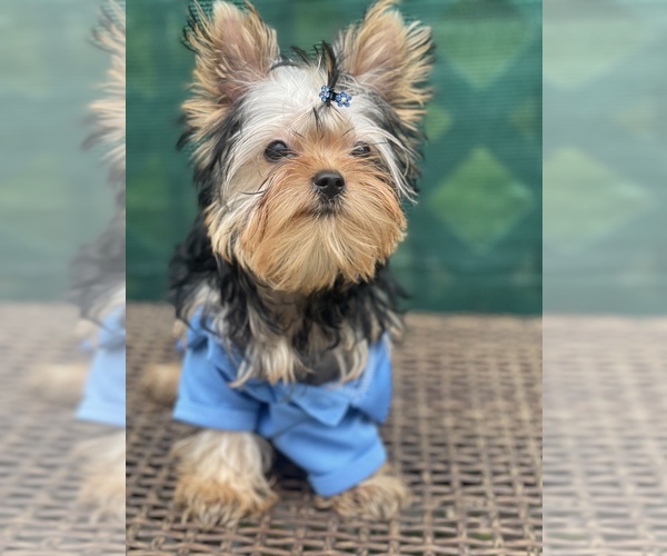 Medium Photo #3 Yorkshire Terrier Puppy For Sale in CORAL SPRINGS, FL, USA