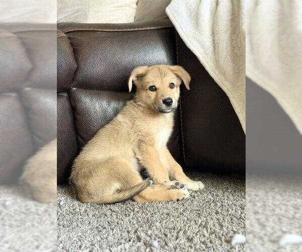 Medium Photo #3 Australian Shepherd-Unknown Mix Puppy For Sale in Genesee, WI, USA