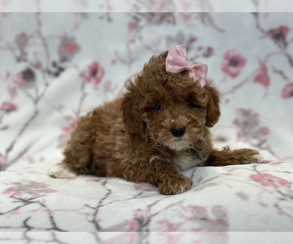 Medium Photo #5 Poodle (Toy) Puppy For Sale in LAKELAND, FL, USA