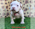 Small #22 American Bully