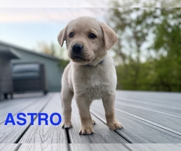 Medium Photo #3 Labrador Retriever Puppy For Sale in EAGAN, MN, USA