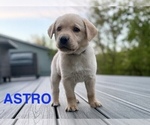 Small #2 Labrador Retriever