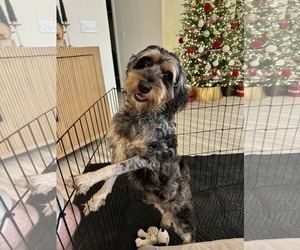 Aussiedor Dogs for adoption in Valrico, FL, USA