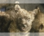 Puppy Puppy 3 Cairn Terrier