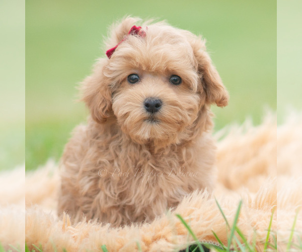 Medium Photo #1 Maltipoo (Miniature) Puppy For Sale in WARSAW, IN, USA