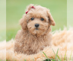 Puppy Maddie Mae Maltipoo (Miniature)