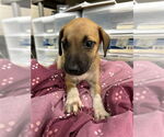 Small German Shepherd Dog Mix