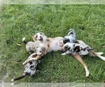 Small #30 Australian Shepherd