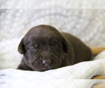 Small #5 Labrador Retriever