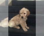 Small Photo #10 Golden Retriever Puppy For Sale in BARRE, MA, USA