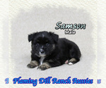 Image preview for Ad Listing. Nickname: Samson