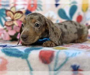 Dachshund Puppy for sale in LANCASTER, PA, USA