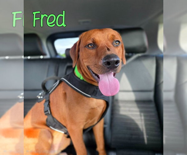 Medium Photo #3 Redbone Coonhound Puppy For Sale in Port Clinton, OH, USA