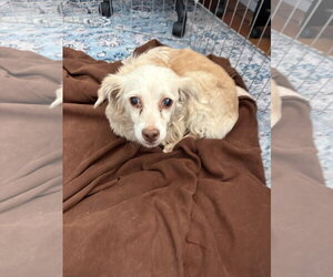 Opal - Female Cockerhuahua Dog for Adoption - Photo #5