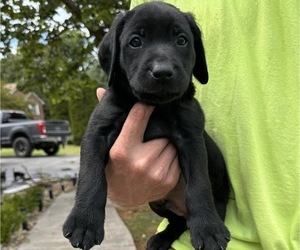 Labrador Retriever Puppy for Sale in COOKEVLE, Tennessee USA