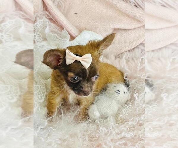 Medium Photo #4 Chihuahua Puppy For Sale in PEMBROKE PINES, FL, USA