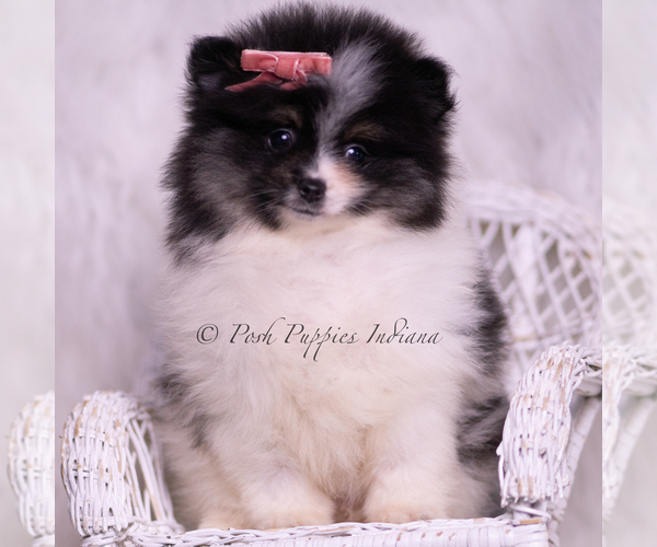 Medium Photo #23 Pomeranian Puppy For Sale in WARSAW, IN, USA