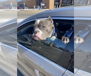 American Bully Puppy for sale in LITTLETON, CO, USA