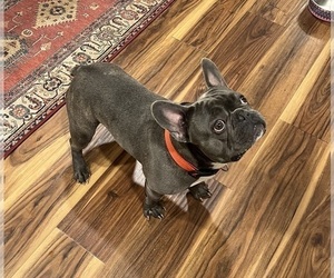 French Bulldog Puppy for sale in SUMTER, SC, USA