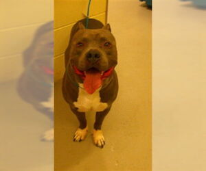 American Staffordshire Terrier Dogs for adoption in Sanford, FL, USA