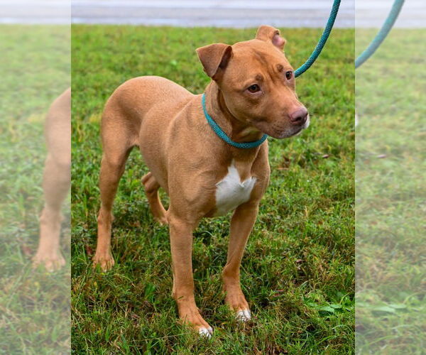 Medium Photo #6 American Pit Bull Terrier Puppy For Sale in Glen Allen, VA, USA