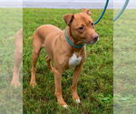 Small #5 American Pit Bull Terrier