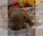 Small Photo #106 Great Dane Puppy For Sale in SPRAGGS, PA, USA