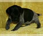 Small Photo #1 German Shorthaired Pointer Puppy For Sale in NEOSHO, MO, USA