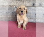 Small #9 Golden Retriever