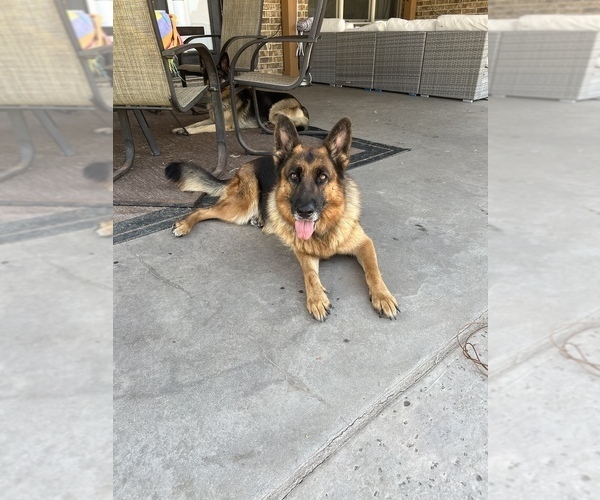 Medium Photo #1 German Shepherd Dog Puppy For Sale in CADDO MILLS, TX, USA